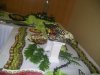 Mittagsbuffet / Обеденный стол